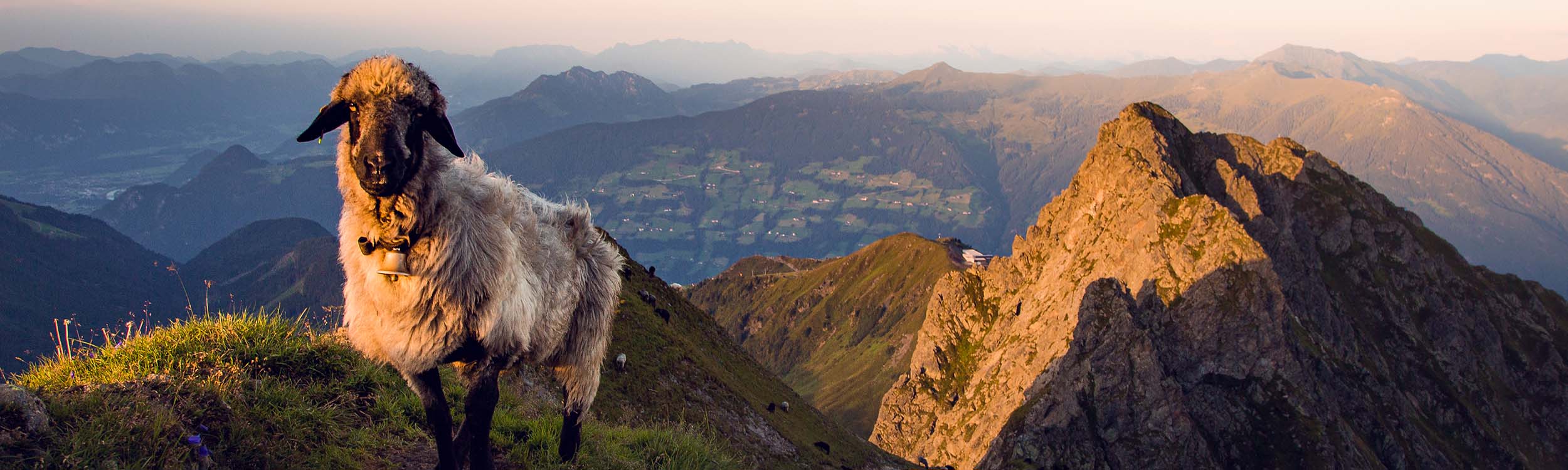 WOW 510A5123©zillertaltourismus TomKlocker